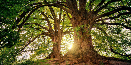 Optimalisasi Penggunaan E-Book Selamatkan Pohon Kita